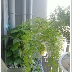 Kikahi Garden cung cấp cây xanh văn phòng