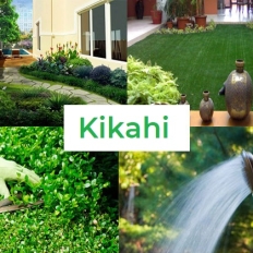 Dịch vụ chăm sóc cây cảnh