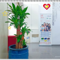 KIKAHI CHĂM SÓC CÂY XANH CHO ĐƠN VỊ NHA KHOA VINH AN