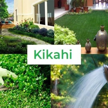 Dịch vụ chăm sóc cây cảnh