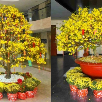 Dịch vụ cho thuê mai tết quận 9