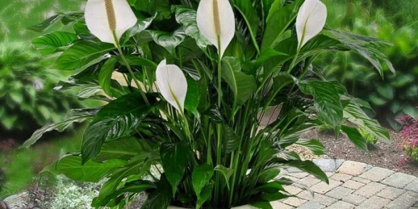 LAN Ý – CÂY LỌC KHÔNG KHÍ VÀ HÚT BỤI TỐT NHẤT CHO MỌI KHÔNG GIAN TRONG GIA ĐÌNH CỦA BẠN