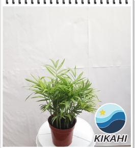 Cây Cau Tiểu Trâm