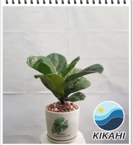 Cây Bàng Non Singapore