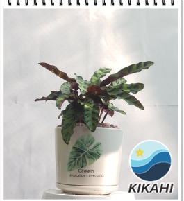 Cây đuôi công tím