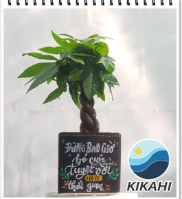 Cây kim ngân bính