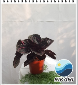 Cây đuôi công tím mini