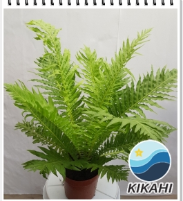 Cây Dương Sỉ Khổng Tước