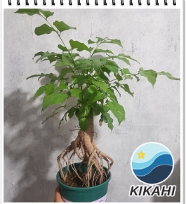 Cây  Hạnh Phúc Rễ