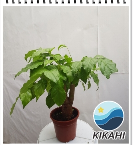 Cây Hạnh Phúc mini