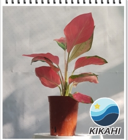 Cây Hồng Vạn Lộc