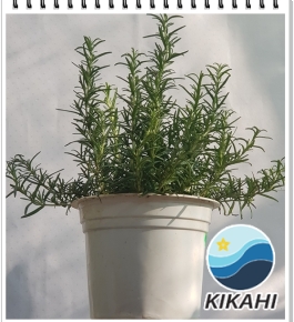 Cây Hương Thảo S