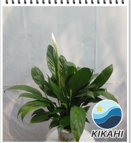 Cây Lan Ý Thủy Sinh