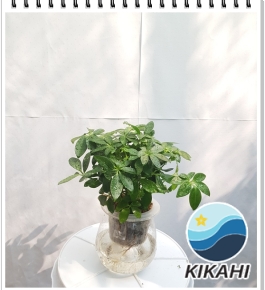 Cây Ngũ Da Bì Thủy Sinh