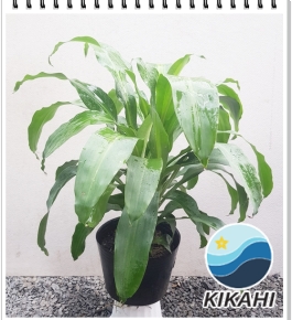 Phát Tài - Thiet Mộc Lan