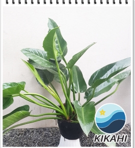 Trầu Bà Đế Vương Xanh