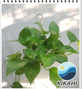 Trầu Bà Thái Xanh S