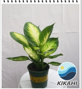 Vạn Niên Thanh mini