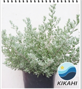 Tuyết Sơn Phi Hồng