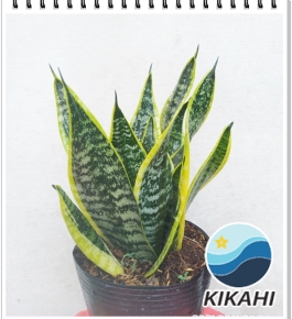 Lưỡi Hổ Để Bàn