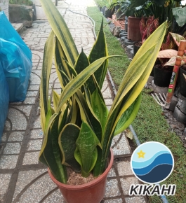 LƯỠI HỔ HOÀNG KIM