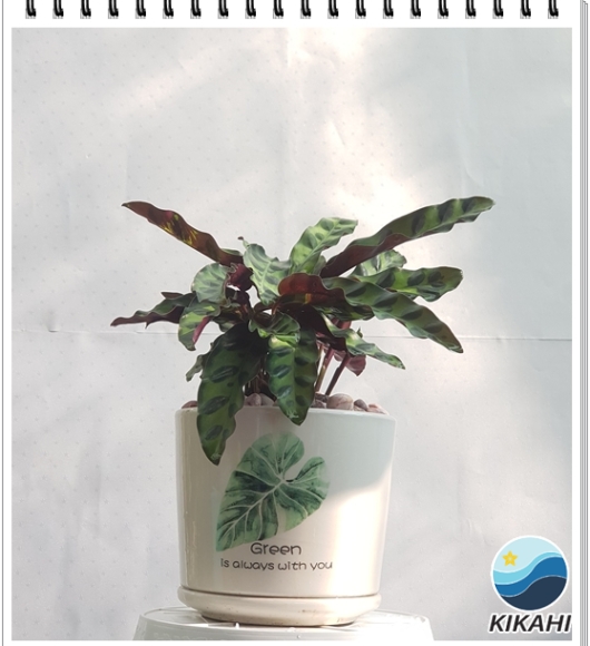 Cây đuôi công tím