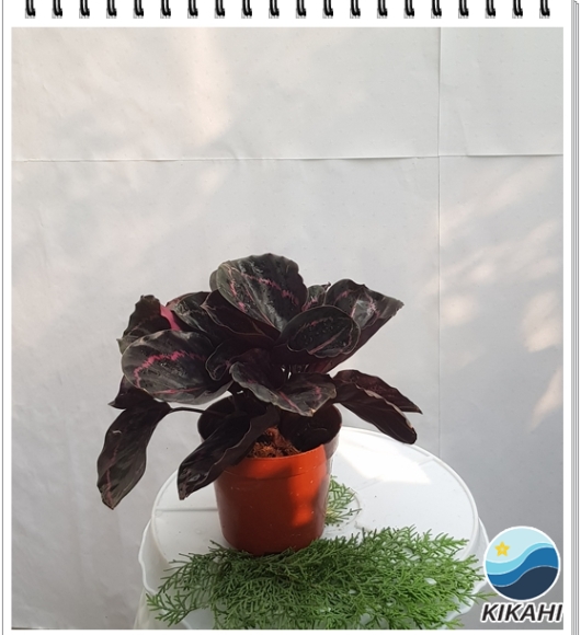 Cây đuôi công tím mini