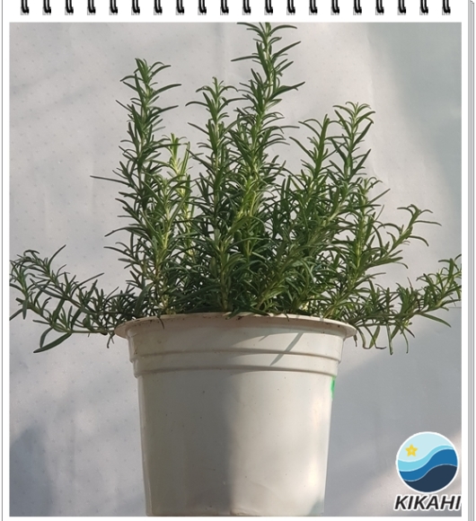 Cây Hương Thảo S