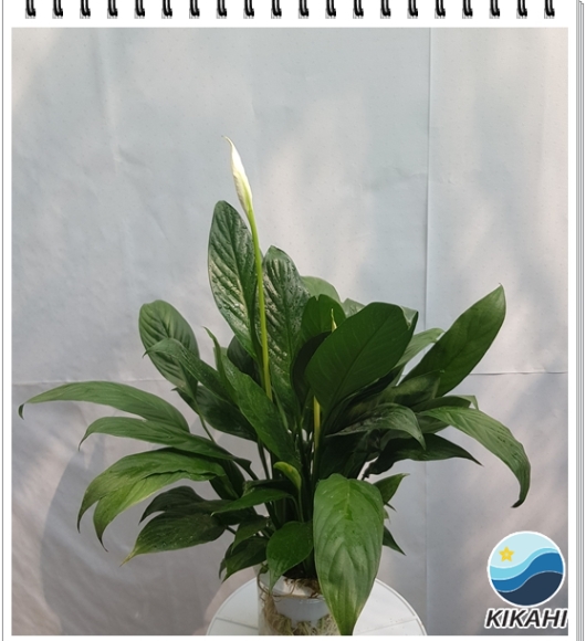 Cây Lan Ý Thủy Sinh