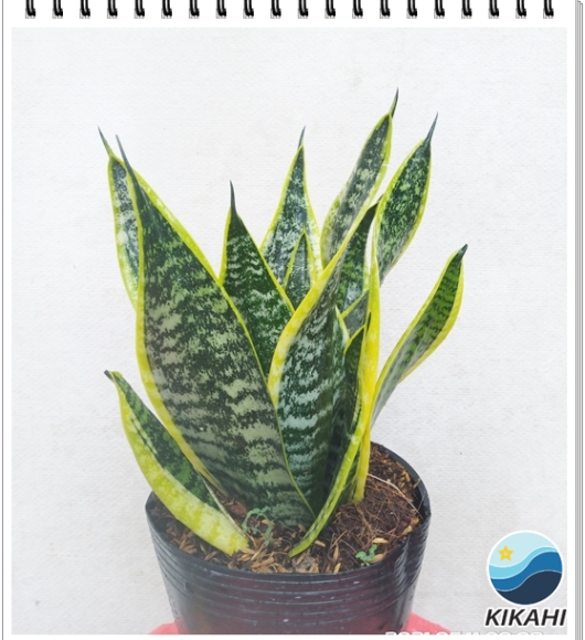 Lưỡi Hổ Để Bàn