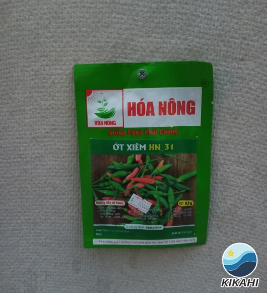 ỚT XIÊM HN-31